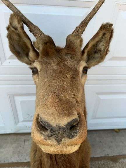 Bull Elk Neck Mount