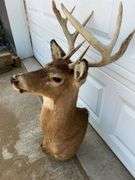 Ten Point Whitetail Deer Shoulder Mount