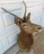 Bull Elk Neck Mount