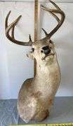Eight Point Whitetail Buck Shoulder Mount