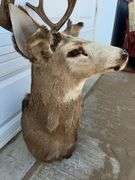 7 Point Mule Deer Shoulder Mount