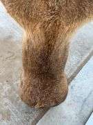 Ten Point Whitetail Deer Shoulder Mount
