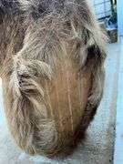 Bull Elk Neck Mount