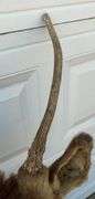 Bull Elk Neck Mount
