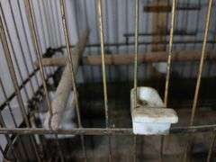 1920's Hendryx Brass Bird Cage