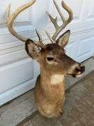 Ten Point Whitetail Deer Shoulder Mount