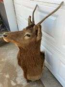 Bull Elk Neck Mount