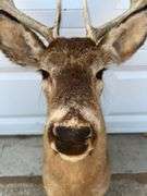 Ten Point Whitetail Deer Shoulder Mount