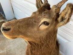 Bull Elk Neck Mount