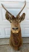 Bull Elk Neck Mount