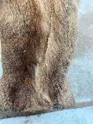 7 Point Mule Deer Shoulder Mount