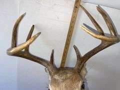 Eight Point Whitetail Buck Shoulder Mount