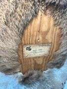 Ten Point Whitetail Deer Shoulder Mount