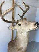 Eight Point Whitetail Buck Shoulder Mount