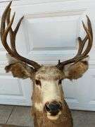 7 Point Mule Deer Shoulder Mount