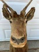 Bull Elk Neck Mount
