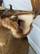 7 Point Mule Deer Shoulder Mount