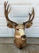 7 Point Mule Deer Shoulder Mount