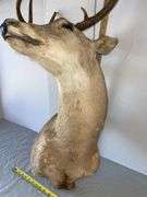 Eight Point Whitetail Buck Shoulder Mount