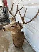 7 Point Mule Deer Shoulder Mount