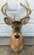 Ten Point Whitetail Deer Shoulder Mount