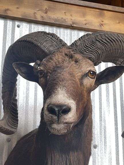 Mouflon Wild Sheep Shoulder Mount