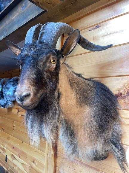 Catalina Goat Shoulder Mount- 32” long