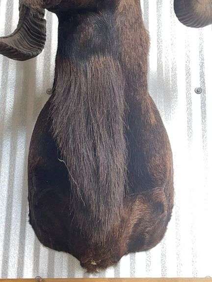Mouflon Wild Sheep Shoulder Mount