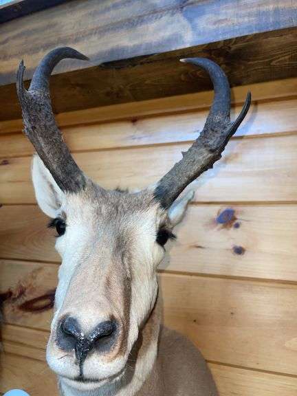 American Pronghorn Antelope Shoulder Mount- 38” long