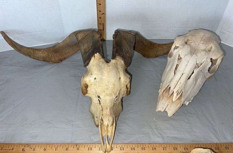 Corsican Ram Skull & Cape Buffalo Skull