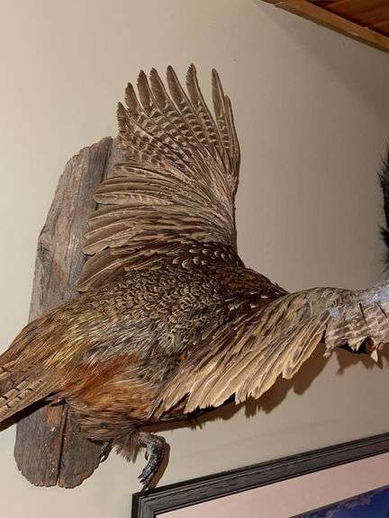 Ring Necked "In Flight" Pheasant Mount