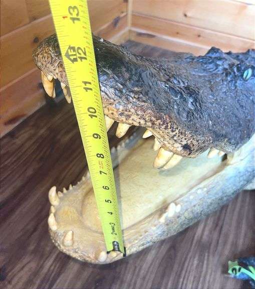 Floridian 11’ 9” long from tip to tip American Alligator