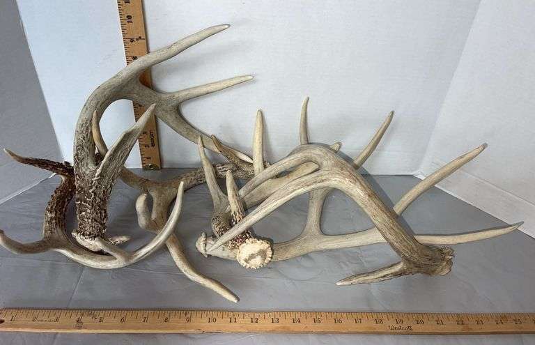 Six Antler Sheds