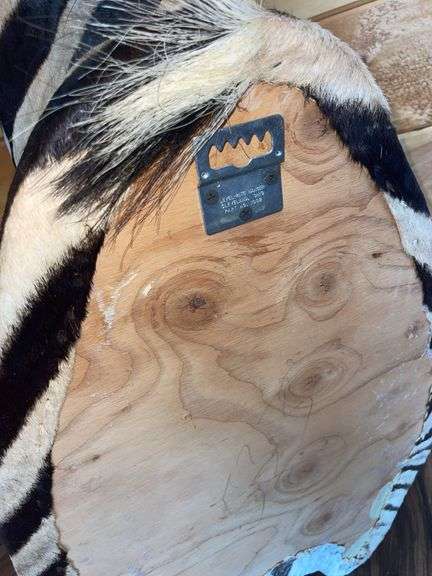 African Zebra Shoulder Mount- 44” long