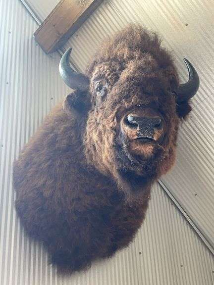 American Bison "Buffalo" Shoulder Mount
