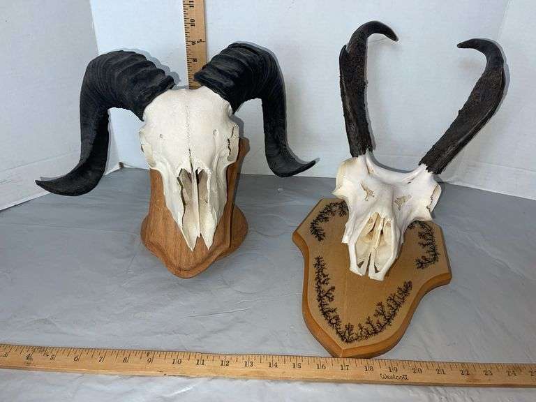 Ram Skull & Pronghorn Antelope Skull- both mounted for display
