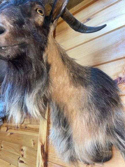 Catalina Goat Shoulder Mount- 32” long
