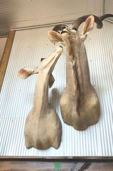 Exotic Male Kudo Shoulder Mount & Female Kudo Shoulder Mount