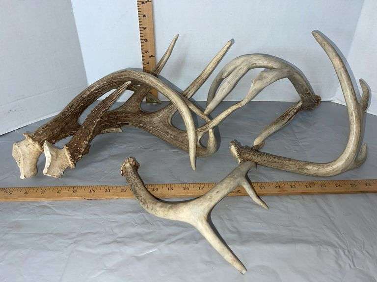 Five Antler Sheds