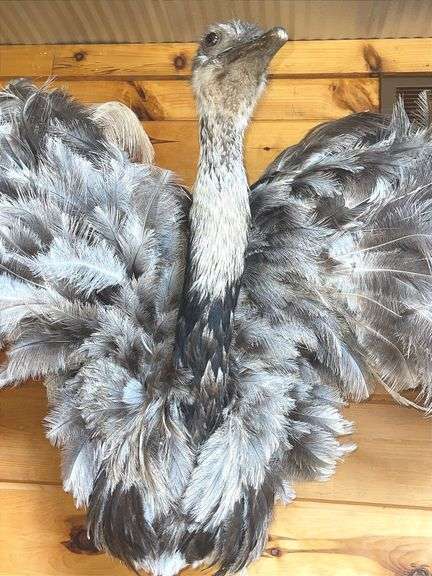 Texas Emu 4’ wide & 32” long Mount
