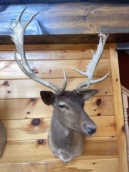 SCI Gold Chocolate Fallow Deer Shoulder Mount- 4’ long & rack is approx. 24” wide