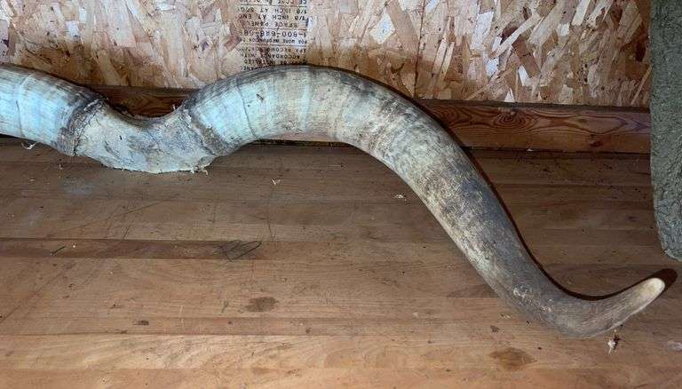 Texas Longhorn 41” Horns