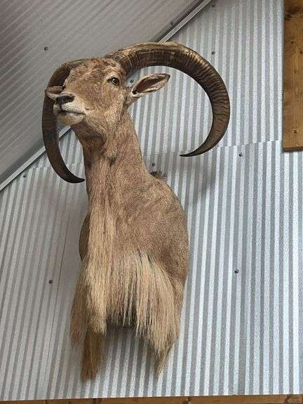 North American Aoudad Shoulder Mount