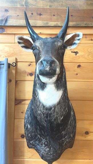 Exotic Asian Nilgai "Blue Bull" Shoulder Mount- 4’ long