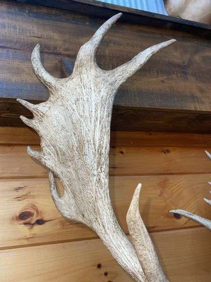 SCI Gold Chocolate Fallow Deer Shoulder Mount- 4’ long & rack is approx. 24” wide