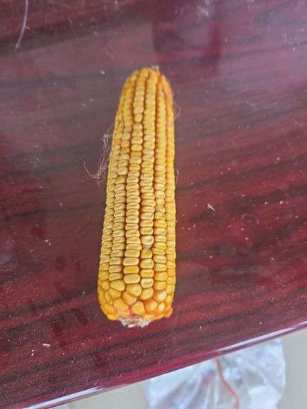 Bag of Corn