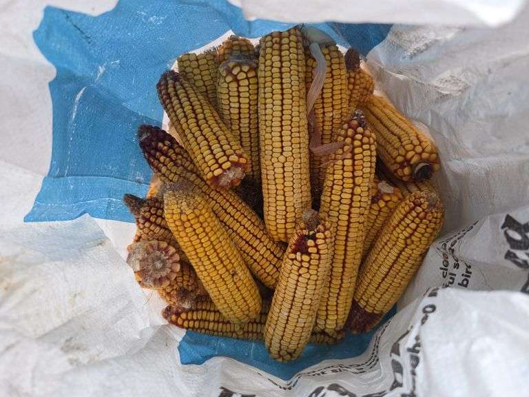 Bag of Corn
