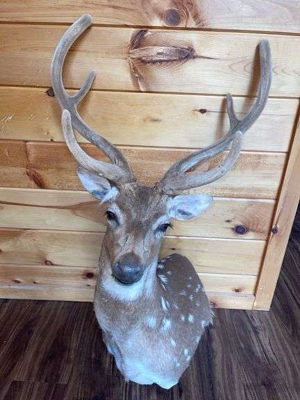 Axis Deer Shoulder Mount w/ Velvet Antlers- 44” long