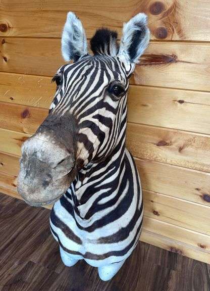 African Zebra Shoulder Mount- 44” long