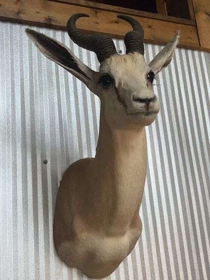 African Springbok Shoulder Mount